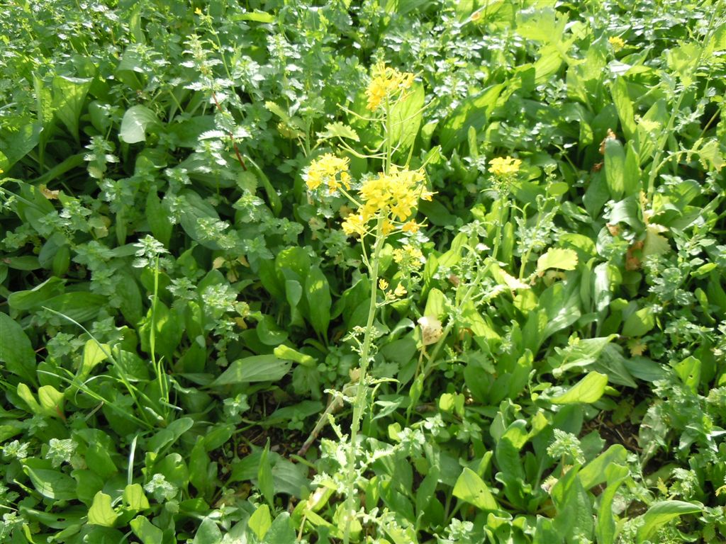 Prato di fiori gialli - cfr  Brassica rapa subsp. campestris